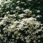 Клематис трёхцветковый Эрли Сноу d15