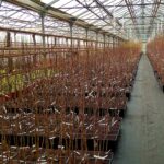 Яблоня микс (БЕЗ СОРТА) 6-7л