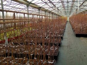 Яблоня микс