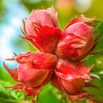 Орех Фундук Московский Рубин 5л