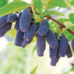 Жимолость Амур 3л