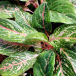 Аглаонема d18