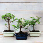 Бонсай микс d15 (т) МФ