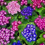 Цинерария гибридная (с цветком) d12