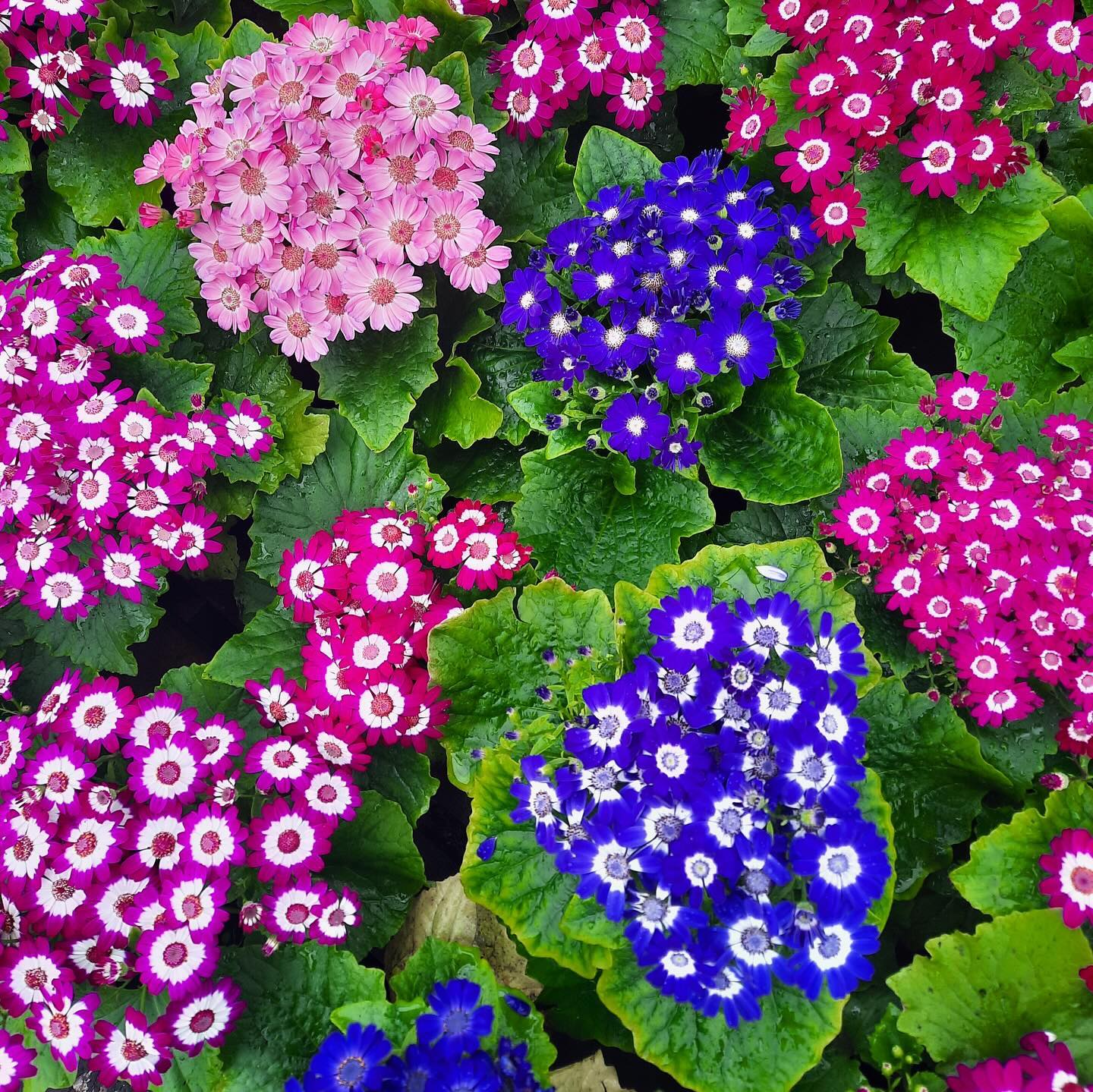 Цинерария гибридная Цинерария гибридная (с цветком) d12 — изображение 1