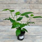 Гибискус d12