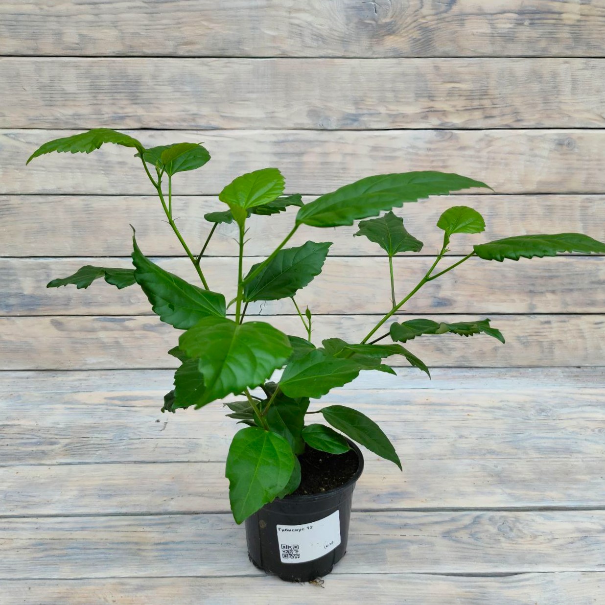 Гибискус 12 Гибискус d12 — изображение 1