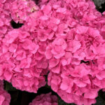 Гортензия крупнолистная Анда Роуз "Anda Rose" d14-15 ИМПОРТ
