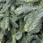 Лапник Нобилис 1 банч (т)