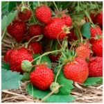 Клубника (земляника садовая) кашпо d23