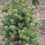 Сосна Бояркино Новый Год 150-200см