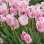 Тюльпан First Class