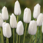 Тюльпан Albatros