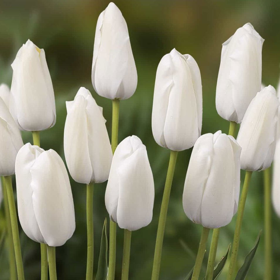 Tulipa-Albatros Тюльпан Albatros — изображение 1