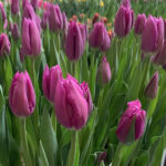 Тюльпан Anjesca