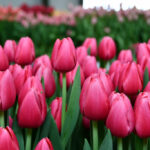 Тюльпан Annaconda