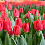 Тюльпан Antarctica Love