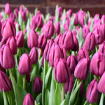 Тюльпан Aragon