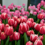 Тюльпан Columbus