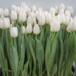 Тюльпан Cricko — изображение 2