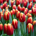 Тюльпан Dow Jones