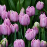 Тюльпан Favourite Price