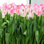 Тюльпан First Class — изображение 2