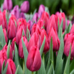 Тюльпан First Life