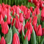 Тюльпан First Star