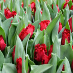 Тюльпан Indiana