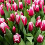 Тюльпан Kamaliya