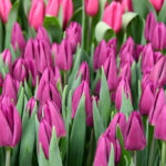 Тюльпан Laptop