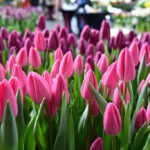 Тюльпан Lincoln