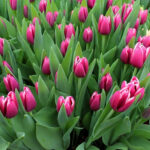 Тюльпан Lornah