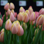 Тюльпан Mango Charm