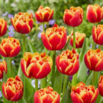 Тюльпан Marax Pride