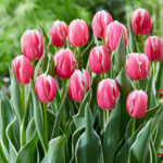 Тюльпан Mark Design