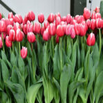 Тюльпан Mark Design — изображение 2