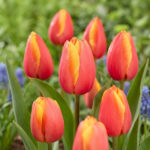 Тюльпан Milatz