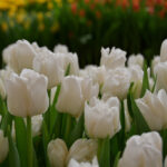 Тюльпан Mondial — изображение 3