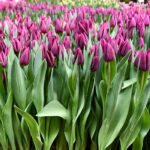 Тюльпан Montezuma — изображение 2