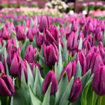 Тюльпан Montezuma