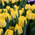 Тюльпан Nikon