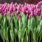 Тюльпан Party Night — изображение 2