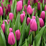 Тюльпан Party Night