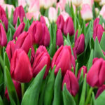 Тюльпан Pink Ardour