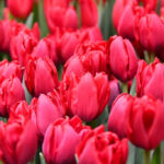 Тюльпан Presto