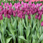 Тюльпан Purple Lady — изображение 2