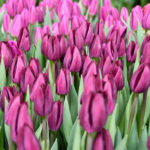 Тюльпан Purple Lady