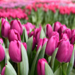 Тюльпан Roeska